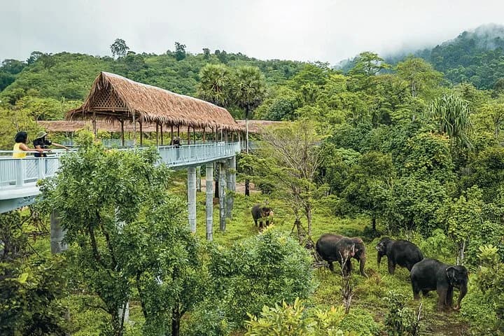 Phuket Elephant Sanctuary Canopy Walkway Tour - 2