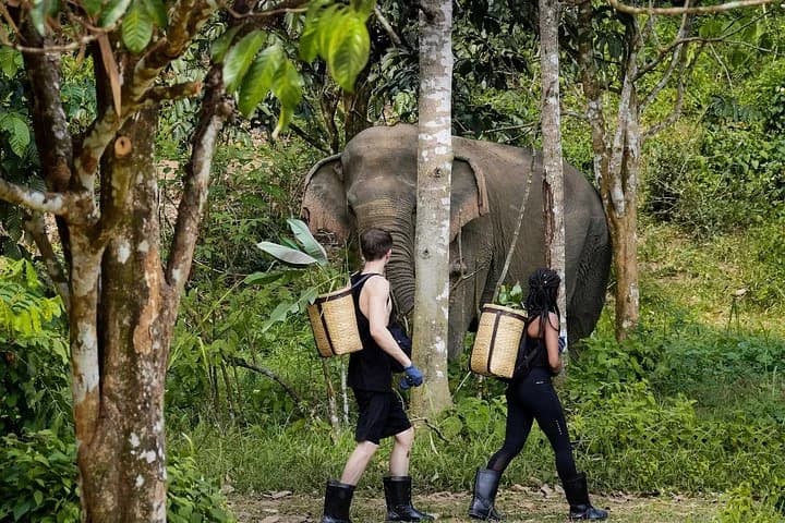 Full-Day Phuket Elephant Sanctuary Tour with Lunch and Dinner - 2