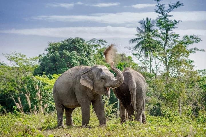 Full-Day Phuket Elephant Sanctuary Tour with Lunch and Dinner - 3
