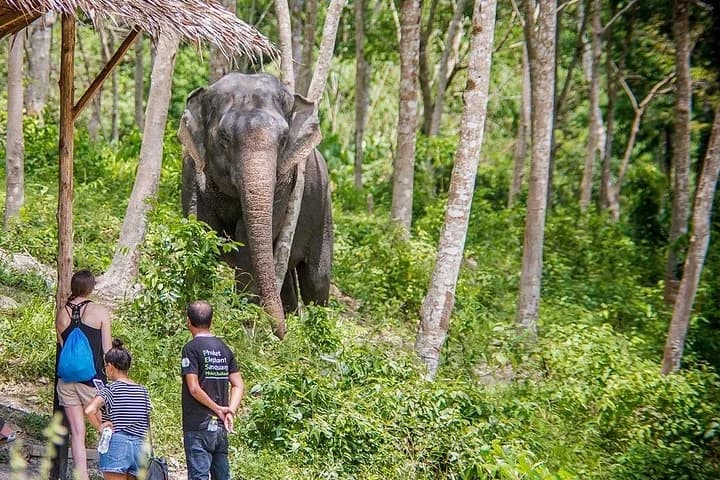 Full-Day Phuket Elephant Sanctuary Tour with Lunch and Dinner - 4