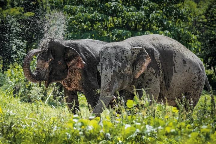 An Afternoon with the Elephants at Phuket Elephant Sanctuary - 2