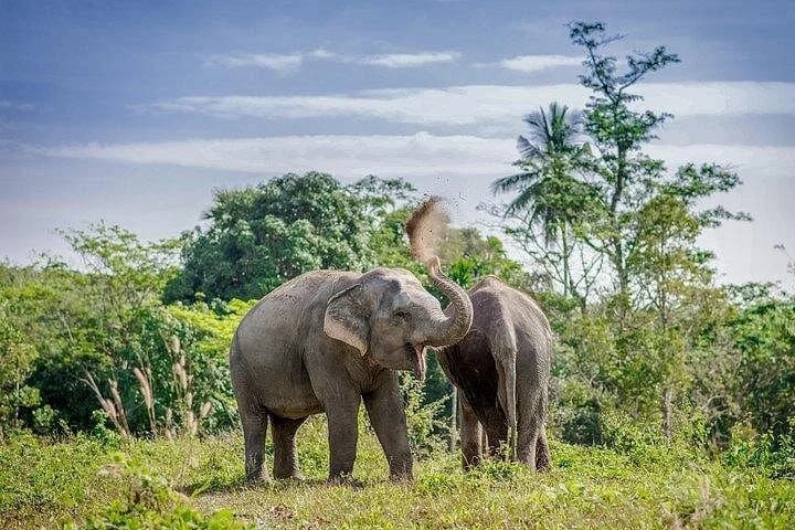 An Afternoon with the Elephants at Phuket Elephant Sanctuary - 4