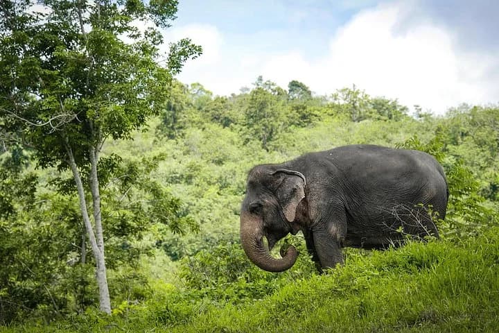 An Afternoon with the Elephants at Phuket Elephant Sanctuary - 5