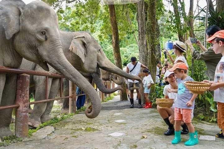 Phuket City Tour & Elephant Sanctuary – Town, Temple, Food & View - 5