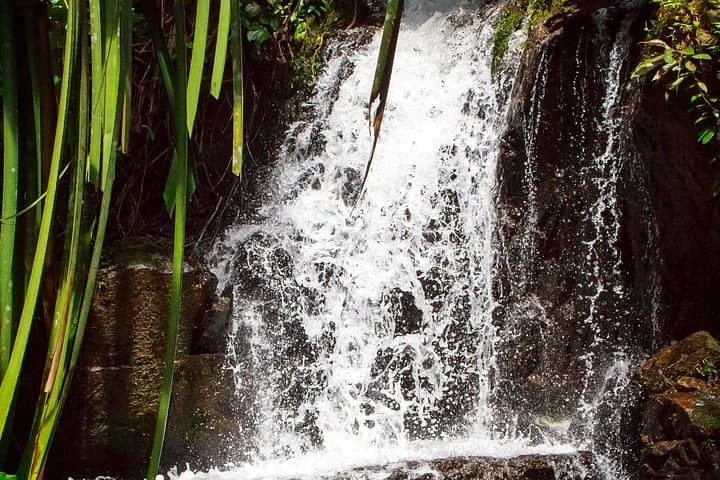 Phuket Deep Roots Jungle to Sea Kayaking and Trekking Adventure - 2