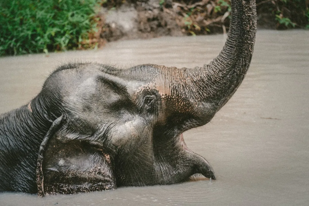 Adult and baby elephants at Green Elephant Sanctuary Park Phuket in natural outdoor habitat