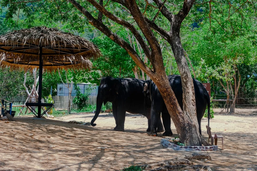 Elephant foraging naturally in forest demonstrating welfare standards at ethical phuket elephant sanctuary
